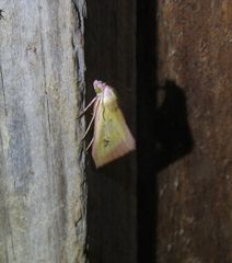 Phytometra formosalis