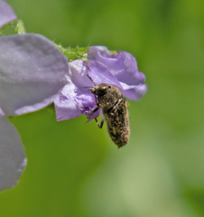 Acmaeodera hepburnii