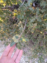 Quercus pungens
