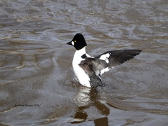 Bucephala clangula