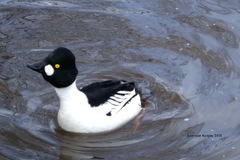 Bucephala clangula