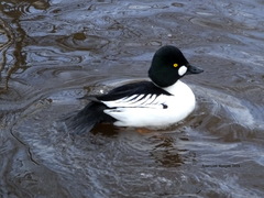 Bucephala clangula