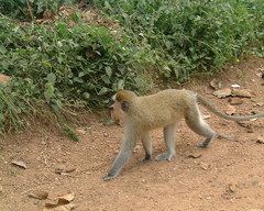 Chlorocebus tantalus