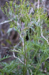 Senecio bipinnatisectus
