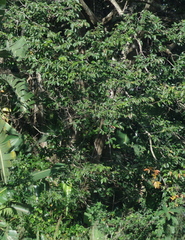Antidesma venosum