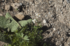 Anemonastrum protractum