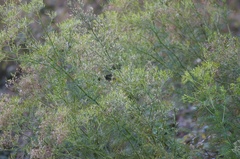 Senecio bipinnatisectus