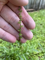 Rumex brownii