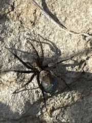 Pardosa astrigera