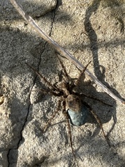Pardosa astrigera