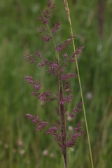 Calamagrostis purpurea