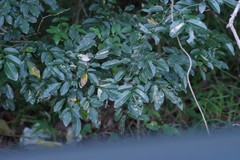 Dalbergia obovata
