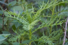 Senecio bipinnatisectus