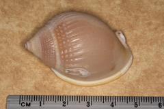 Semicassis semigranosa