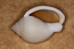 Semicassis semigranosa