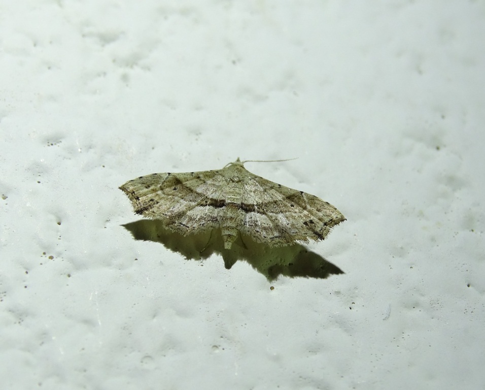 Hypenagonia mesoscia