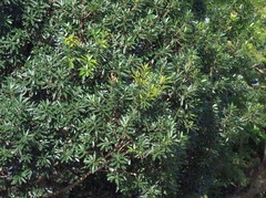 Protorhus longifolia