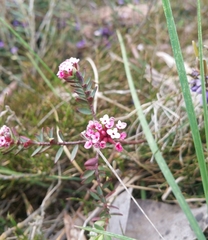 Pimelea alpina