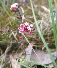 Pimelea alpina