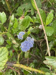 Ceanothus thyrsiflorus griseus