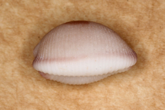 Ellatrivia merces