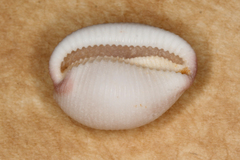 Ellatrivia merces
