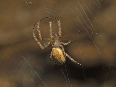 Araneus stolidus
