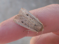 Leucania joannisi