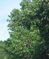 Sclerocroton integerrimus