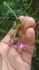Lantana megapotamica