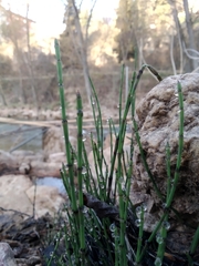 Equisetum ramosissimum ramosissimum