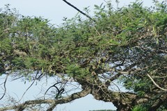 Vachellia sieberiana