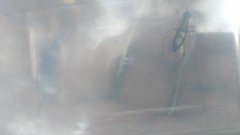 Cranistus colliurides