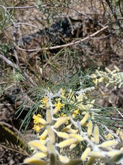 Persoonia saccata