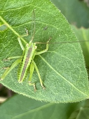 Tettigonia orientalis