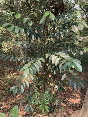 Diospyros maritima