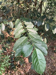Diospyros maritima