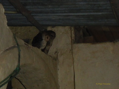 Tyto alba punctatissima