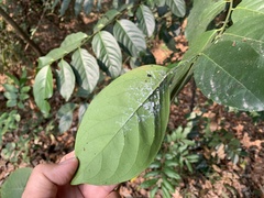 Diospyros maritima