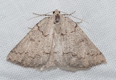 Amelora goniota