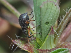 Protapion nigritarse