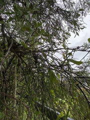 Viscum articulatum