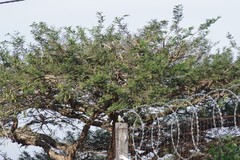 Vachellia sieberiana