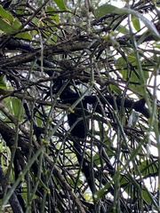 Viscum articulatum