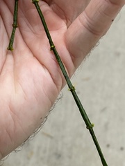 Viscum articulatum