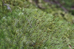 Dicranoloma robustum