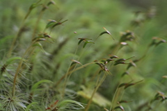 Dicranoloma robustum