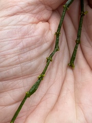 Viscum articulatum