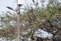 Vachellia sieberiana