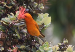 Loxops coccineus